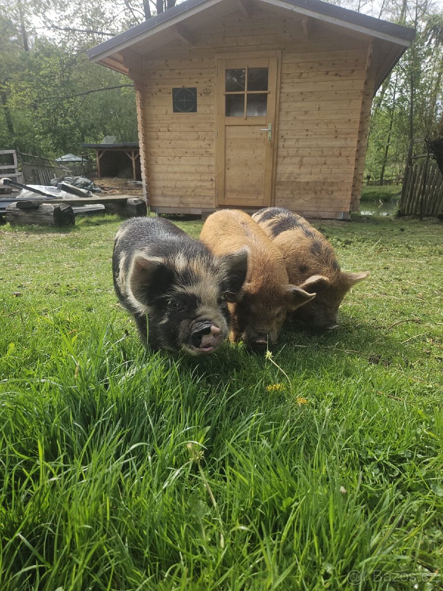 Selata kune kune - 3