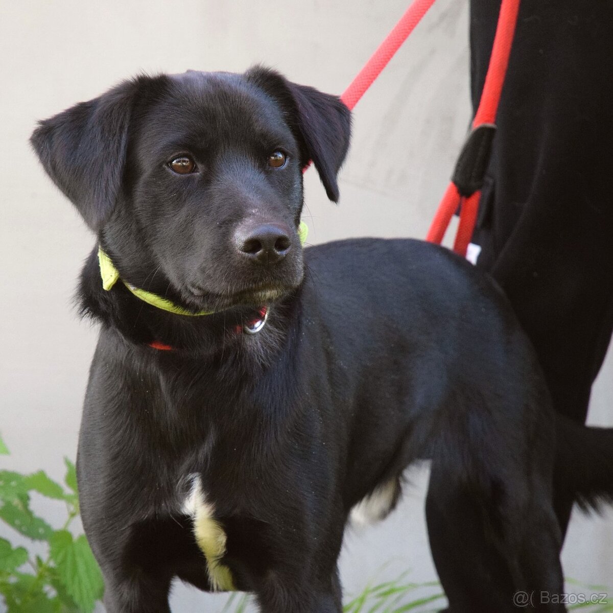 đź’“ Ducan – krásnĂ˝ ÄŤernĂ˝ bojovnĂk s velkĂ˝m srdcem - 3