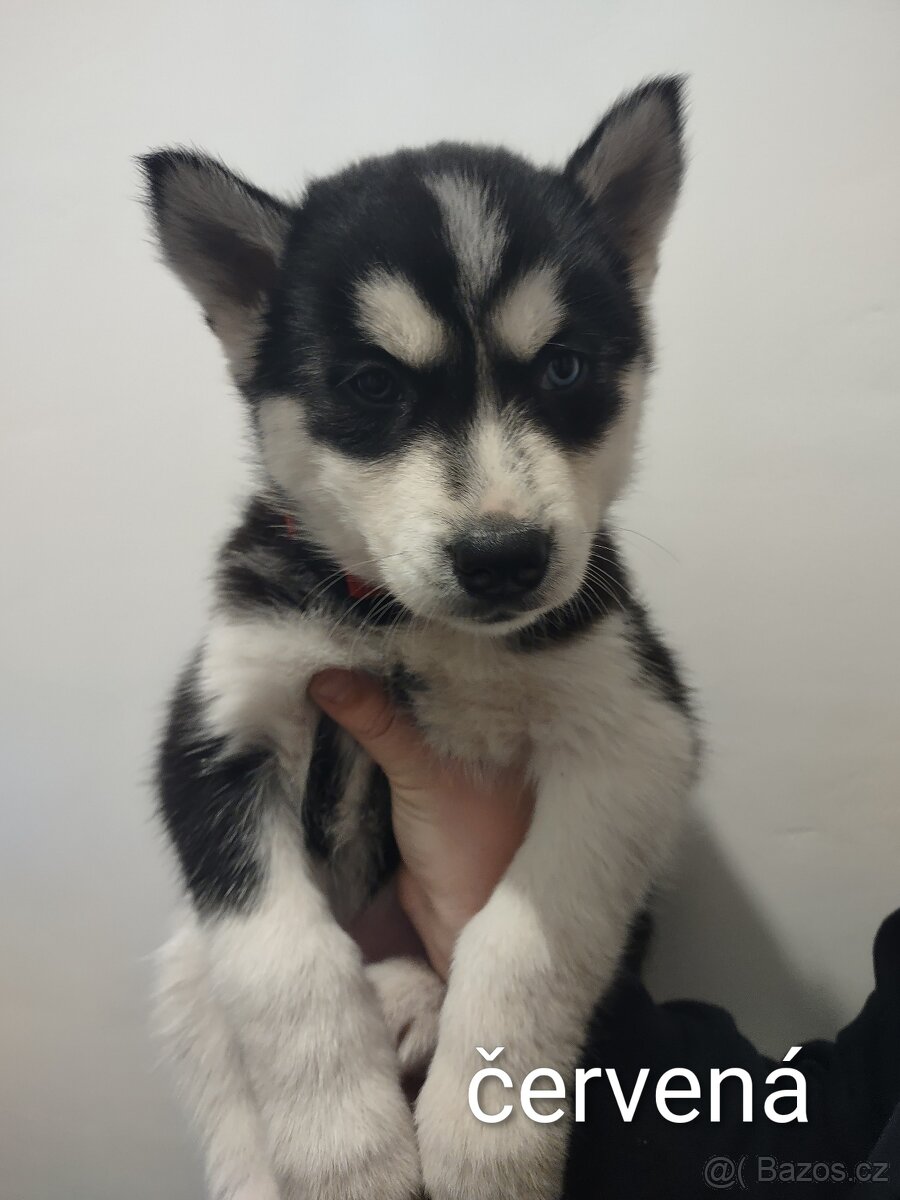 Sibiřský husky - 3