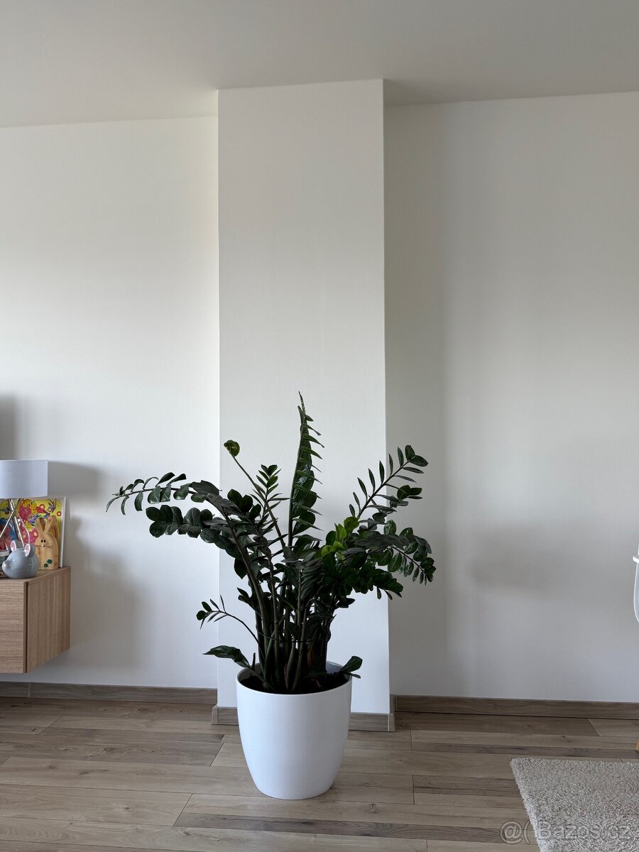 Zamioculcas výška 110 cm, průměr 110 cm - 3