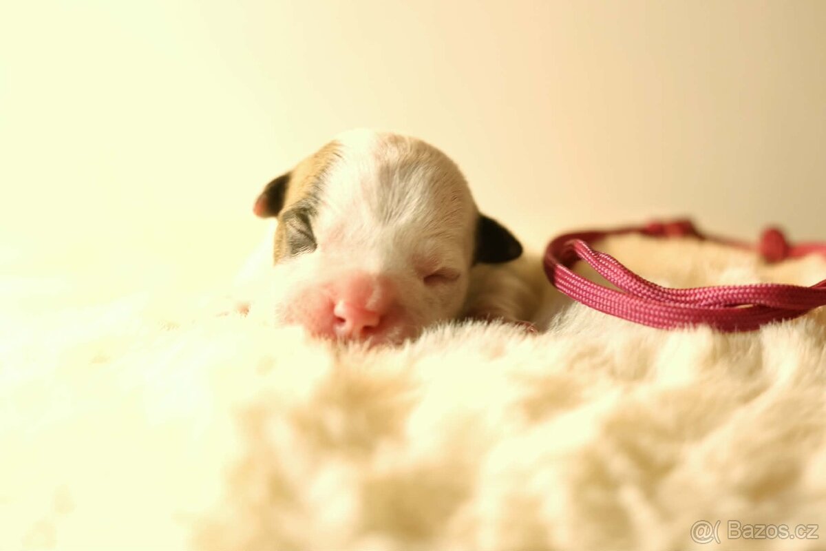 Americký stafordšírský teriér - štěňátka s PP - 3