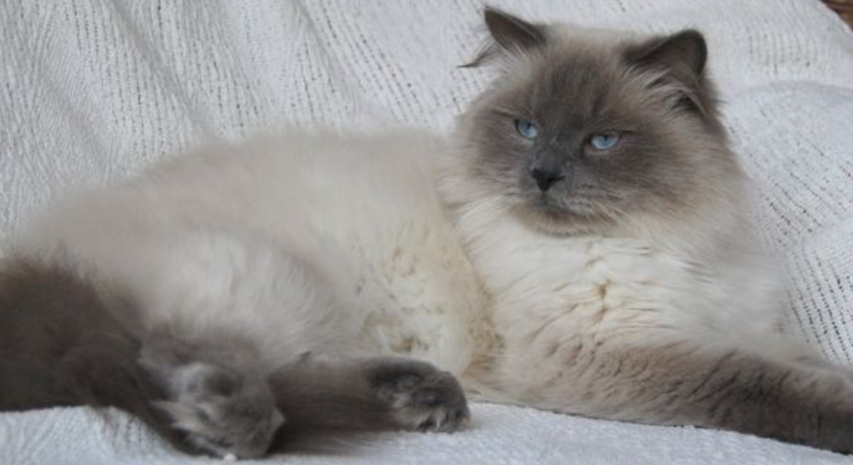 Daruji Nevska Maskarada - 3