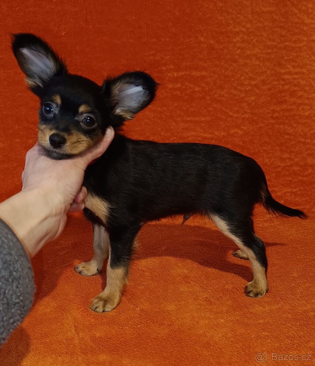 Ruský toy s PP - dlouhosrstý - 3