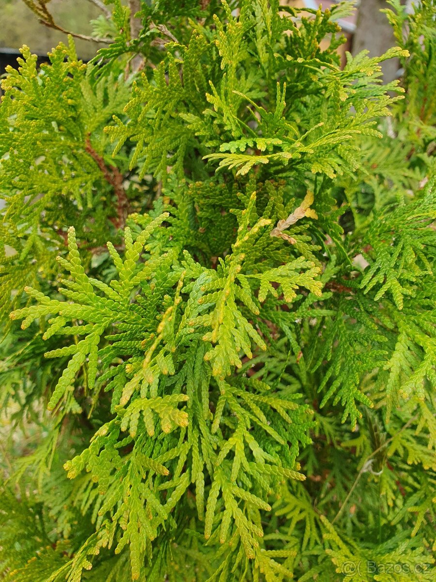 Tuje, thuje 50cm - 3