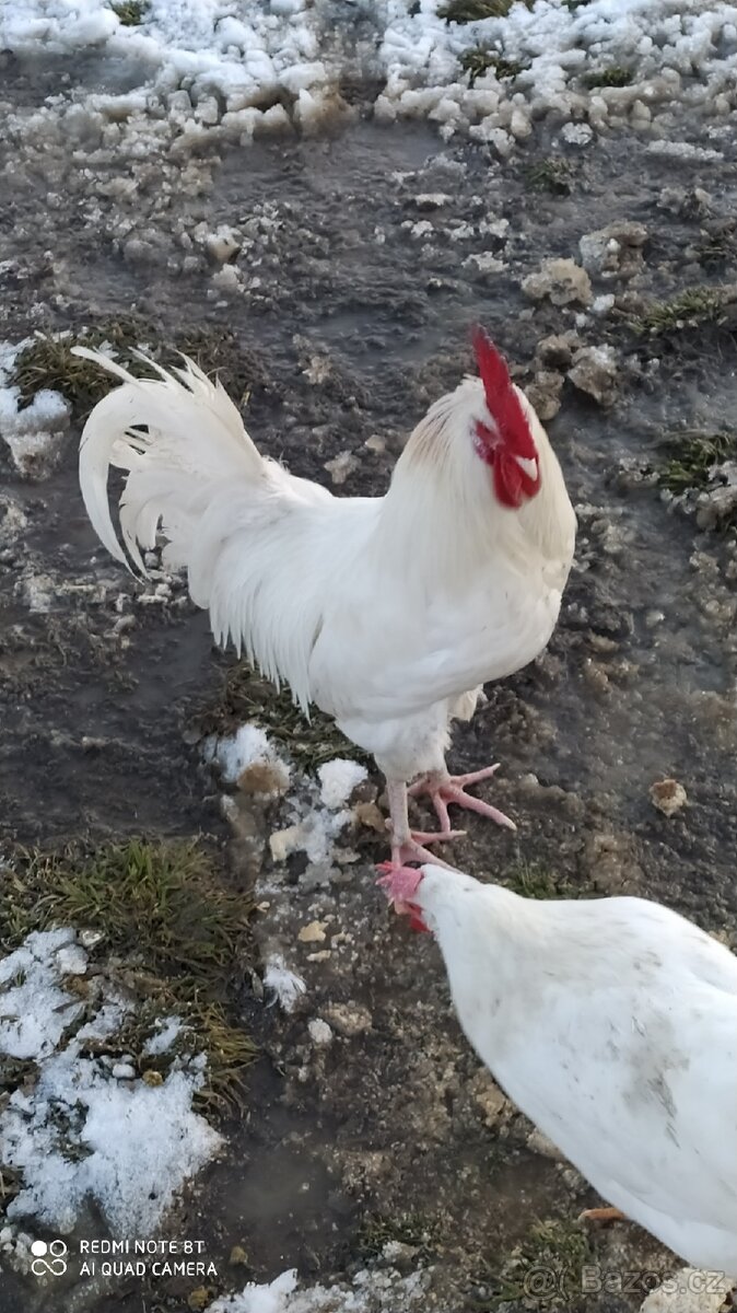 Kohouti - 3
