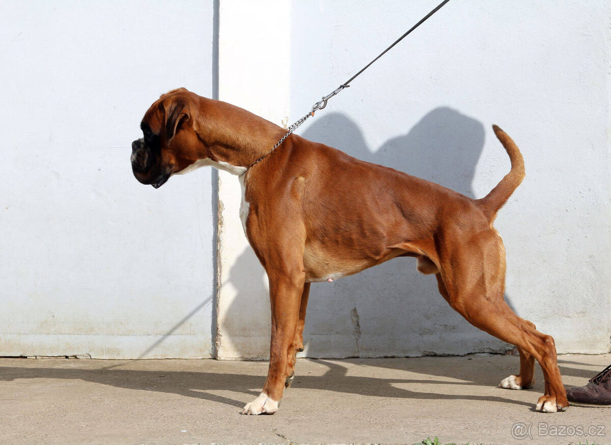boxer s PP FCI - 3