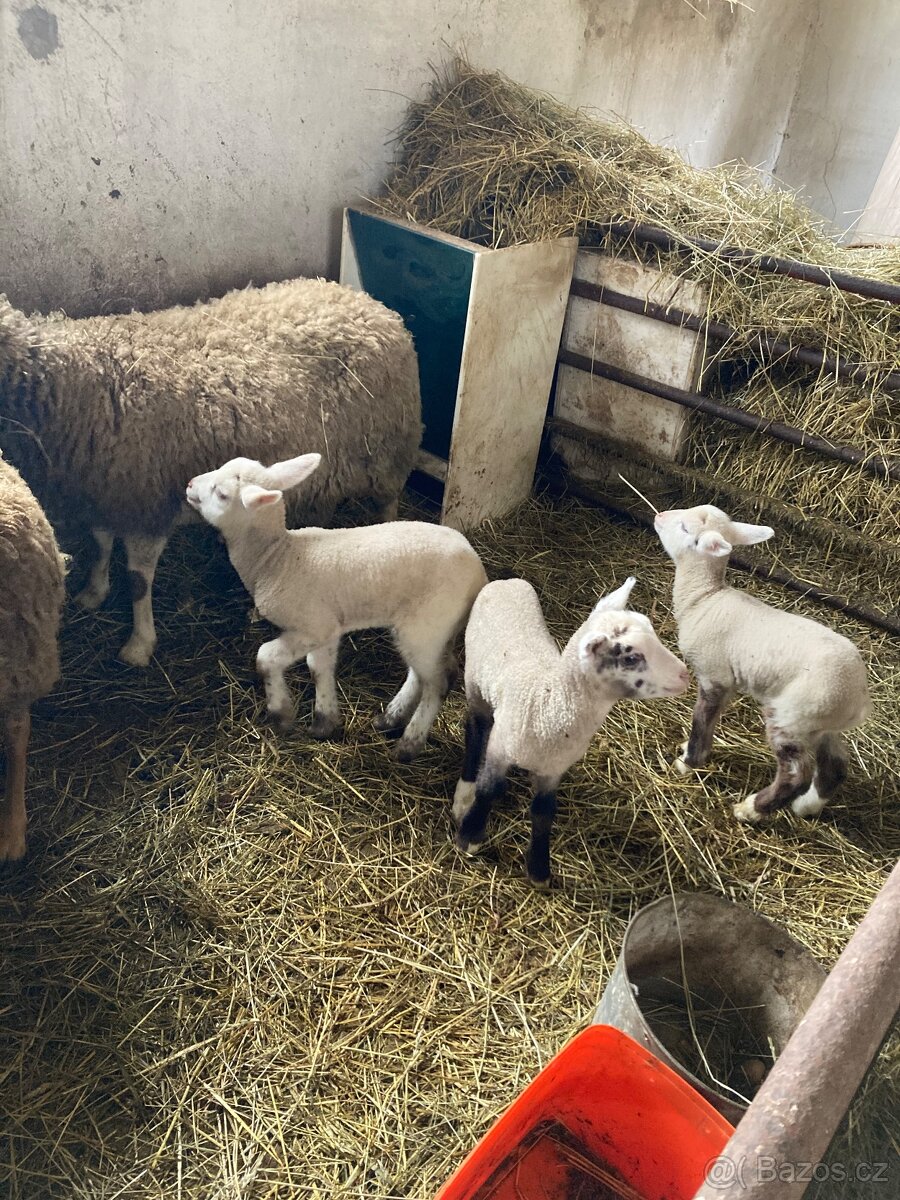 Prodám ovce + jehňata - 3
