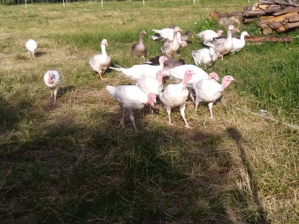 Kůty big6 - 3
