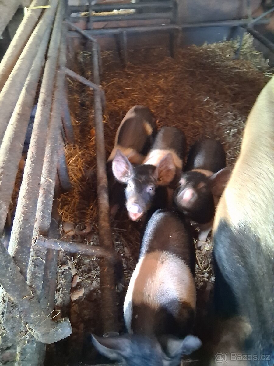 Proda selata prestika - 3