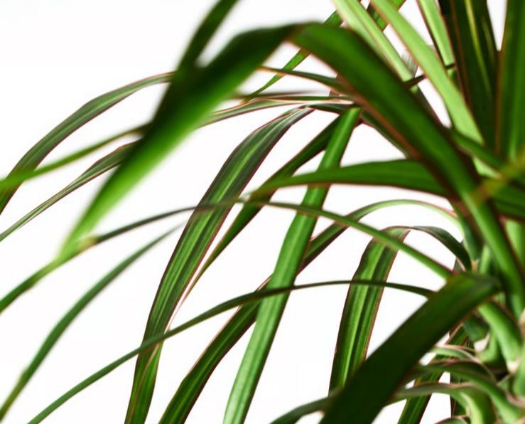 Pokojová rostlina Dracaena Marginata - 3