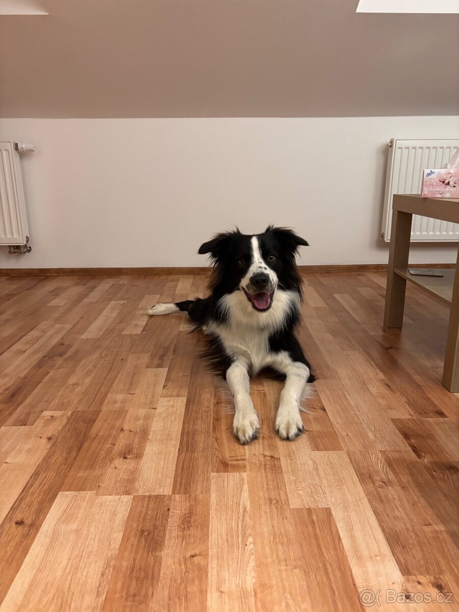 Border kolie- daruji - 3