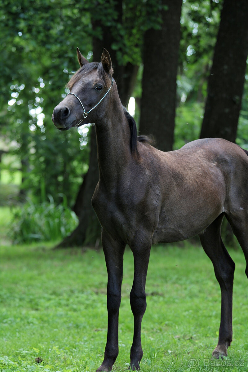 Arabský plnokrevný valach - 3