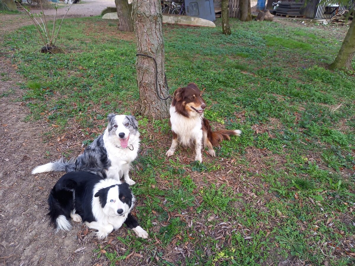 Štěňátko border kolie bez PP - 3