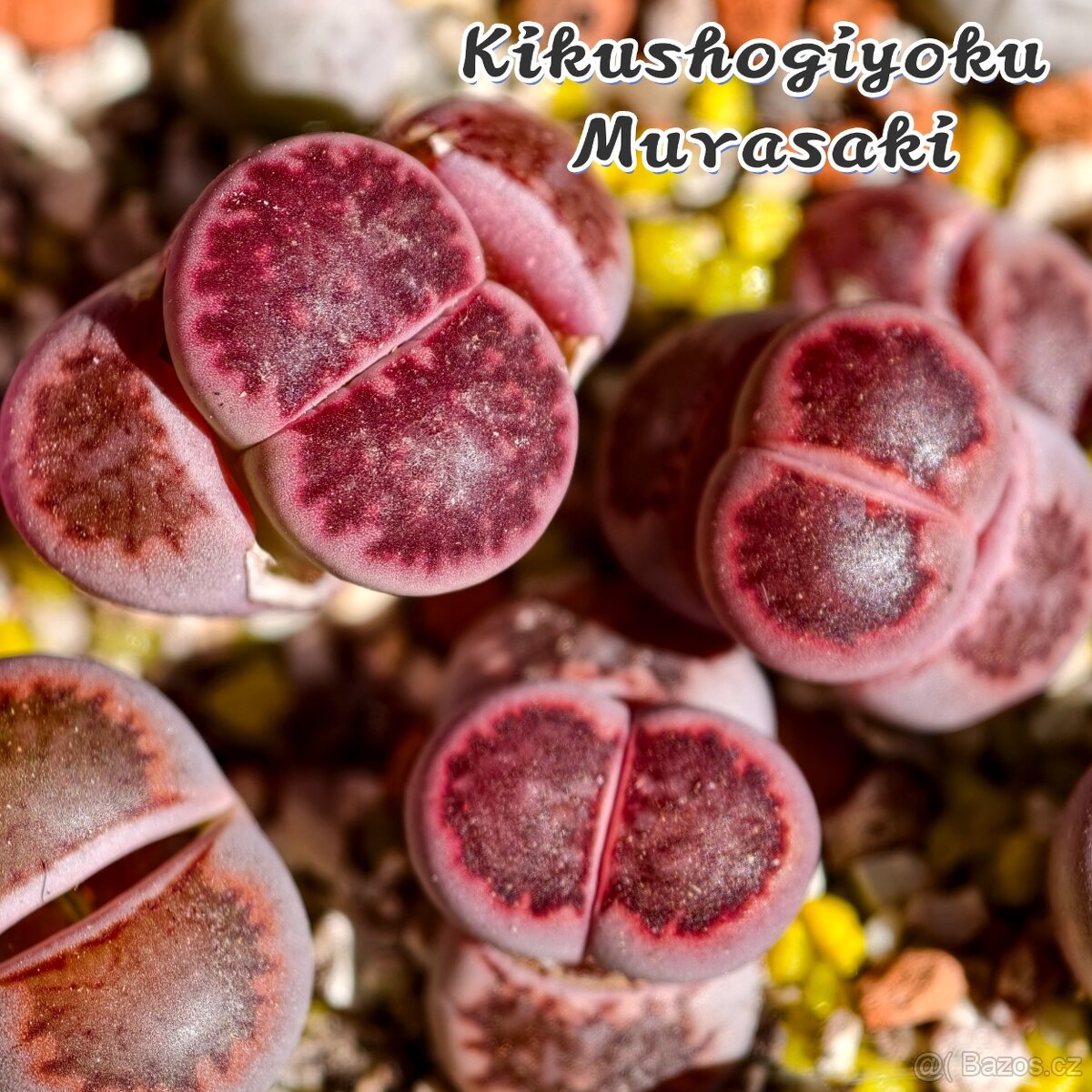 Lithops a Conophytum - 3