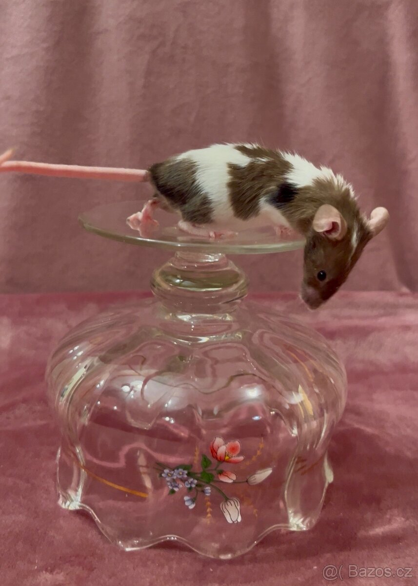 MYŠ BAREVNÁ - SPĚCHÁ - 3