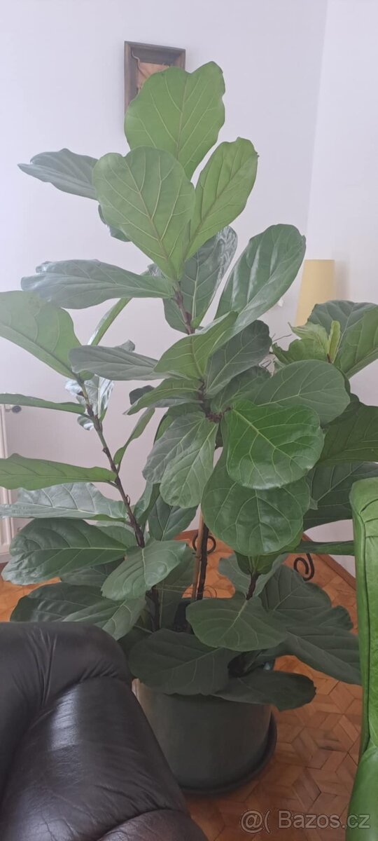 Ficus lyrata - 3