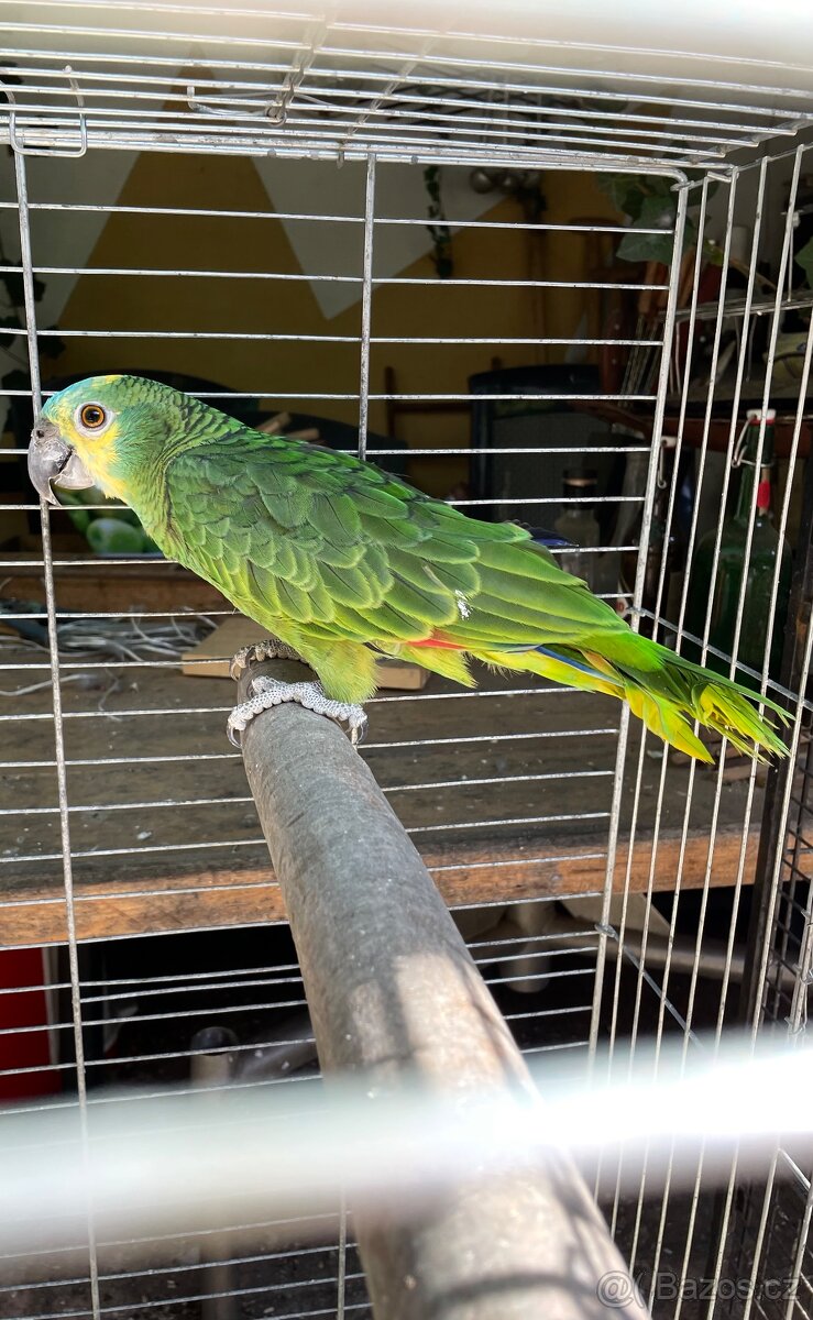 Amazoňan modročelý - 3