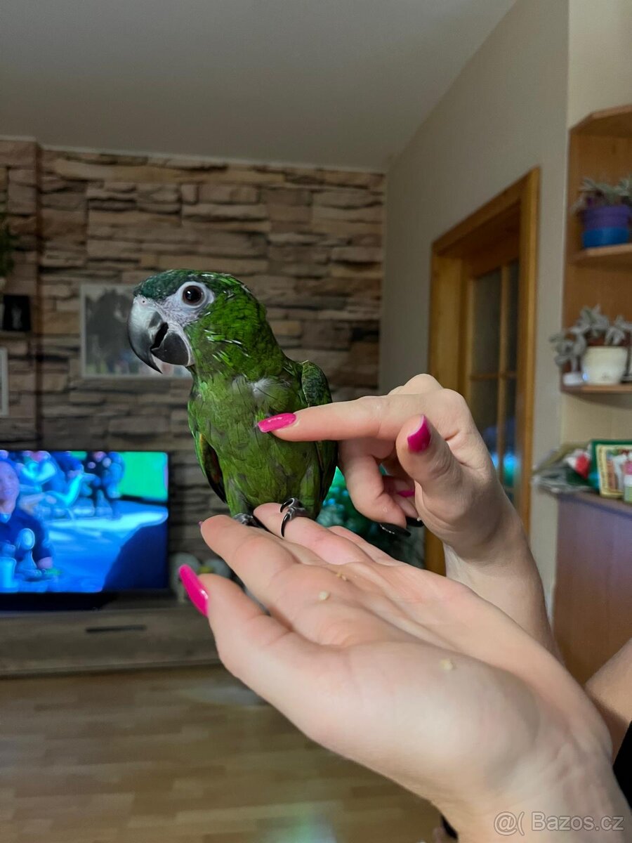 Prodám ručně dokrmenou Aru Nobilis - 3