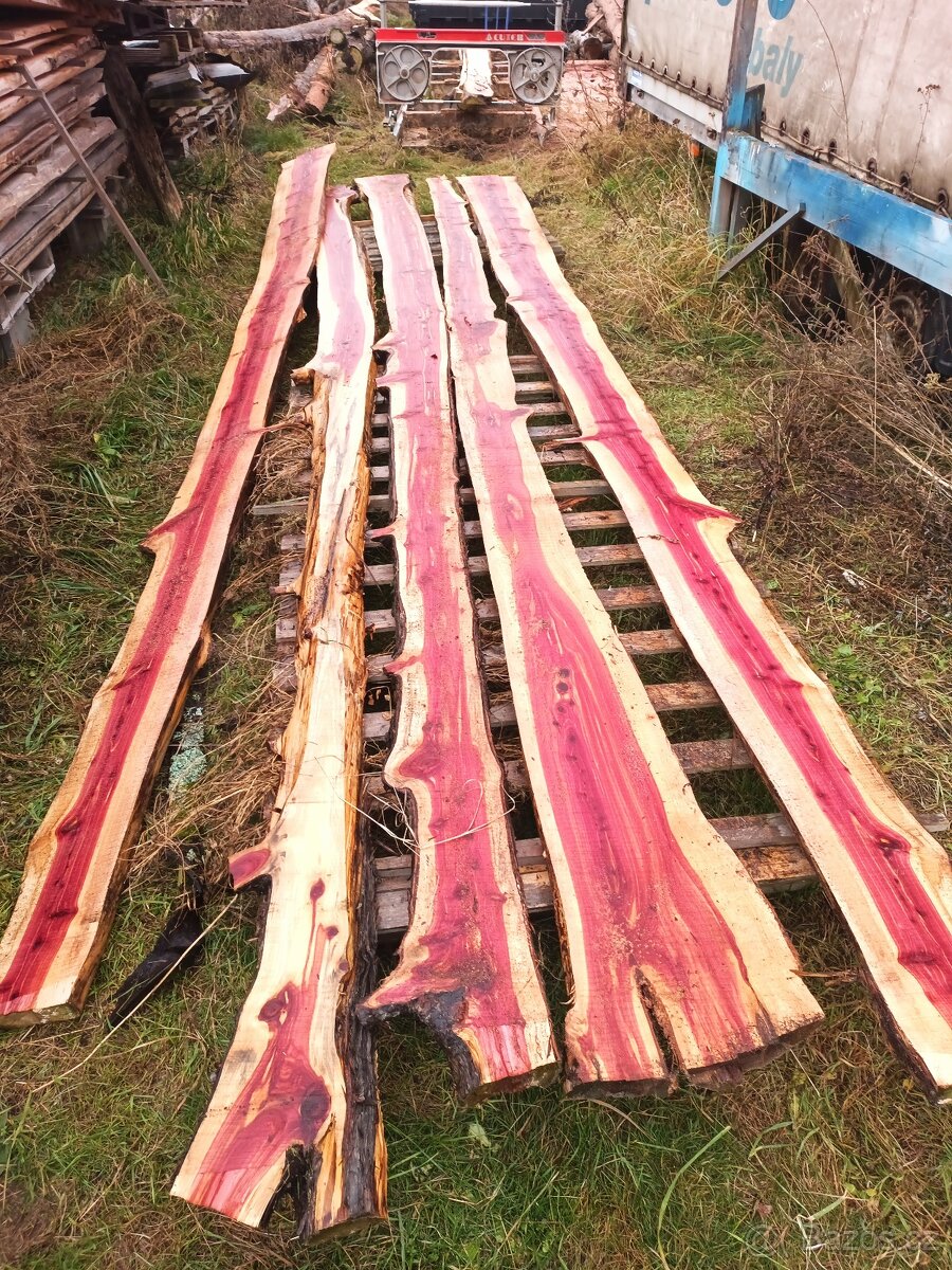 Fošny jalovec viržinský - 3