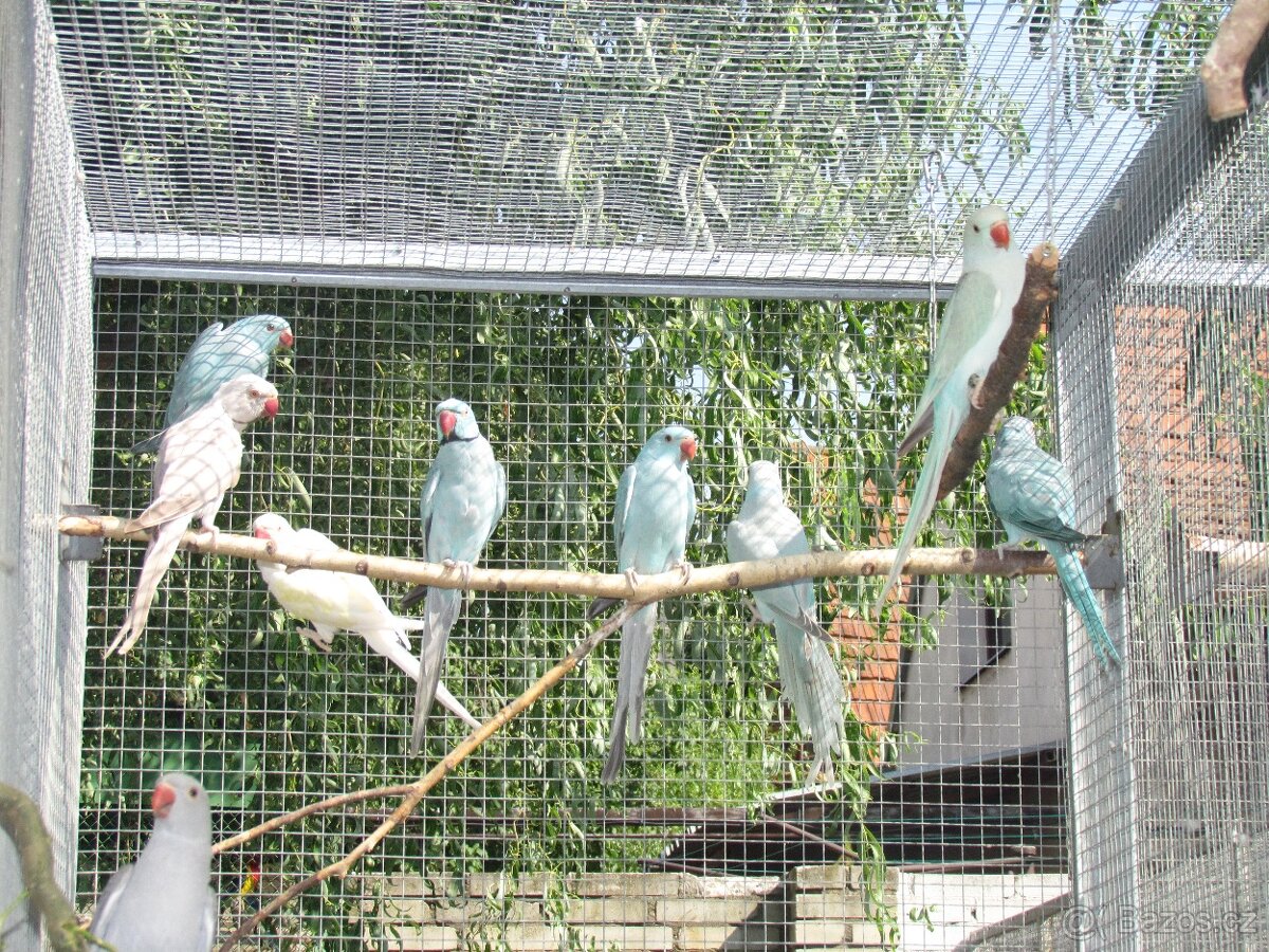 Prodám Alexandry malé 2025 - 3