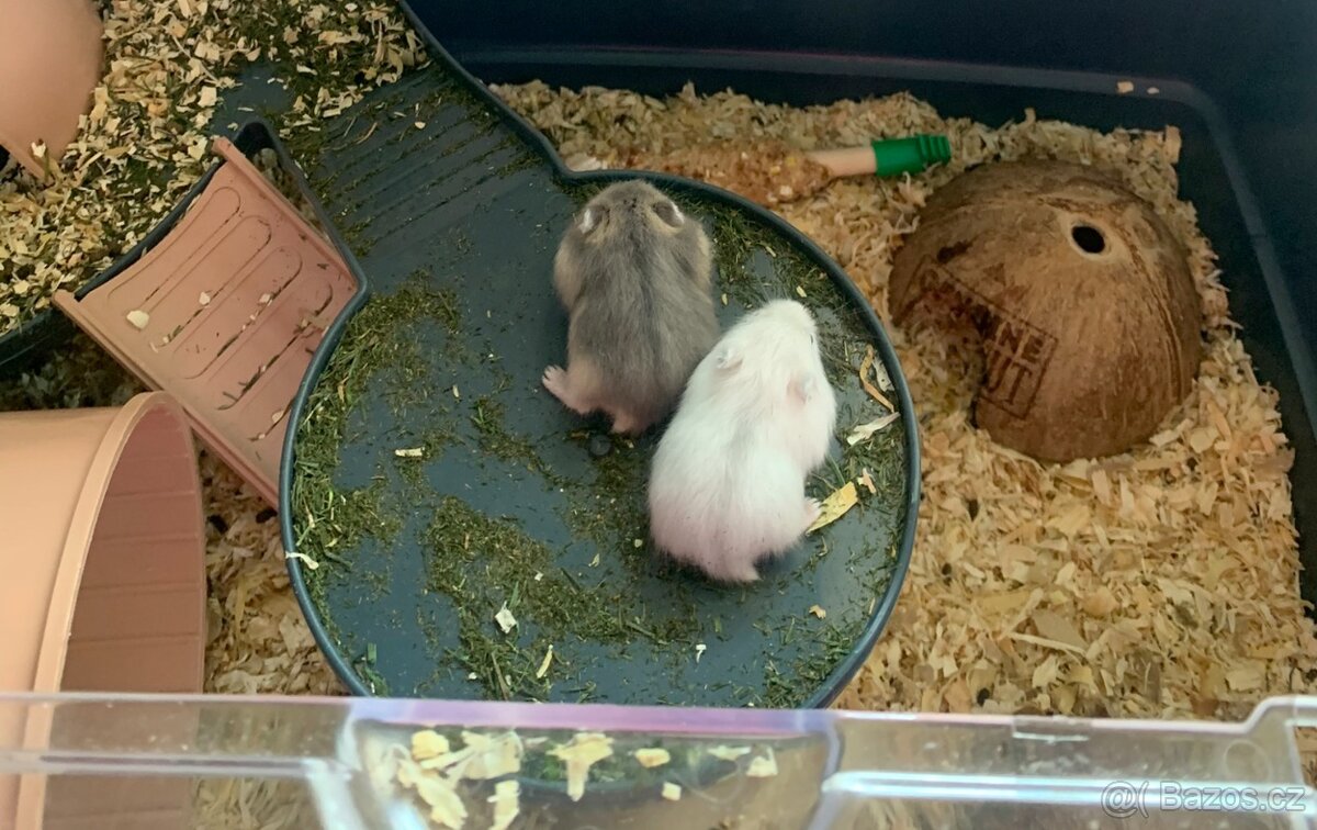 Křeček džungarský - 3