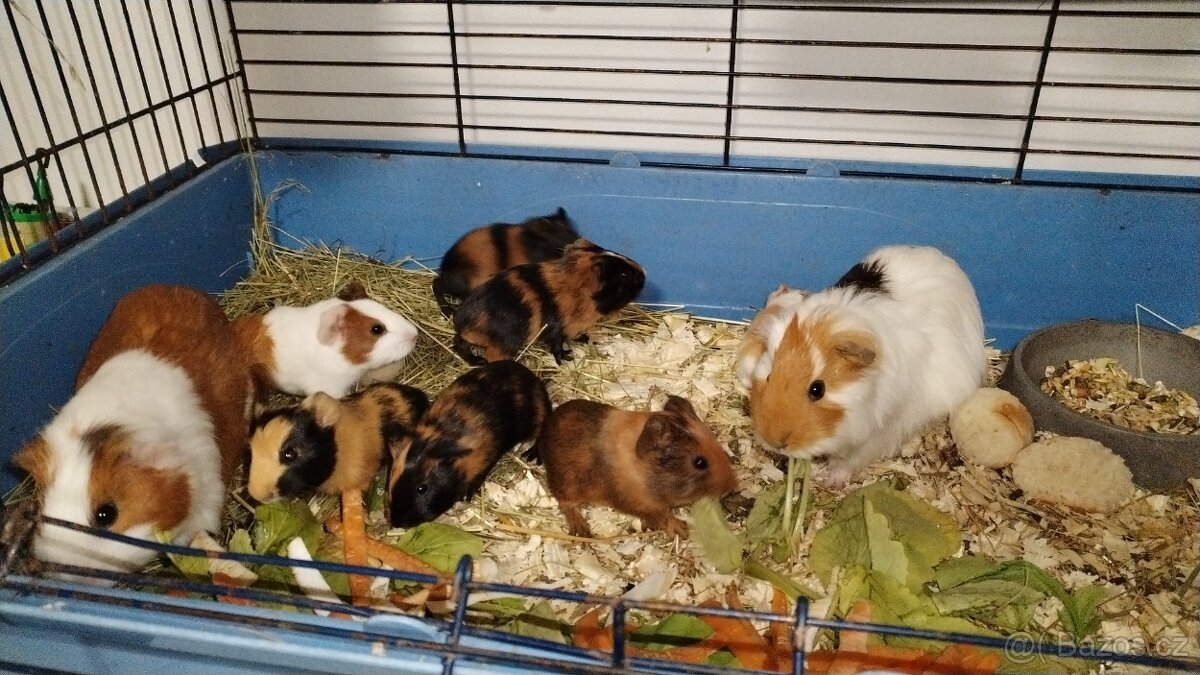 Morče - volní 1x holčičku a 2x kluky - 3