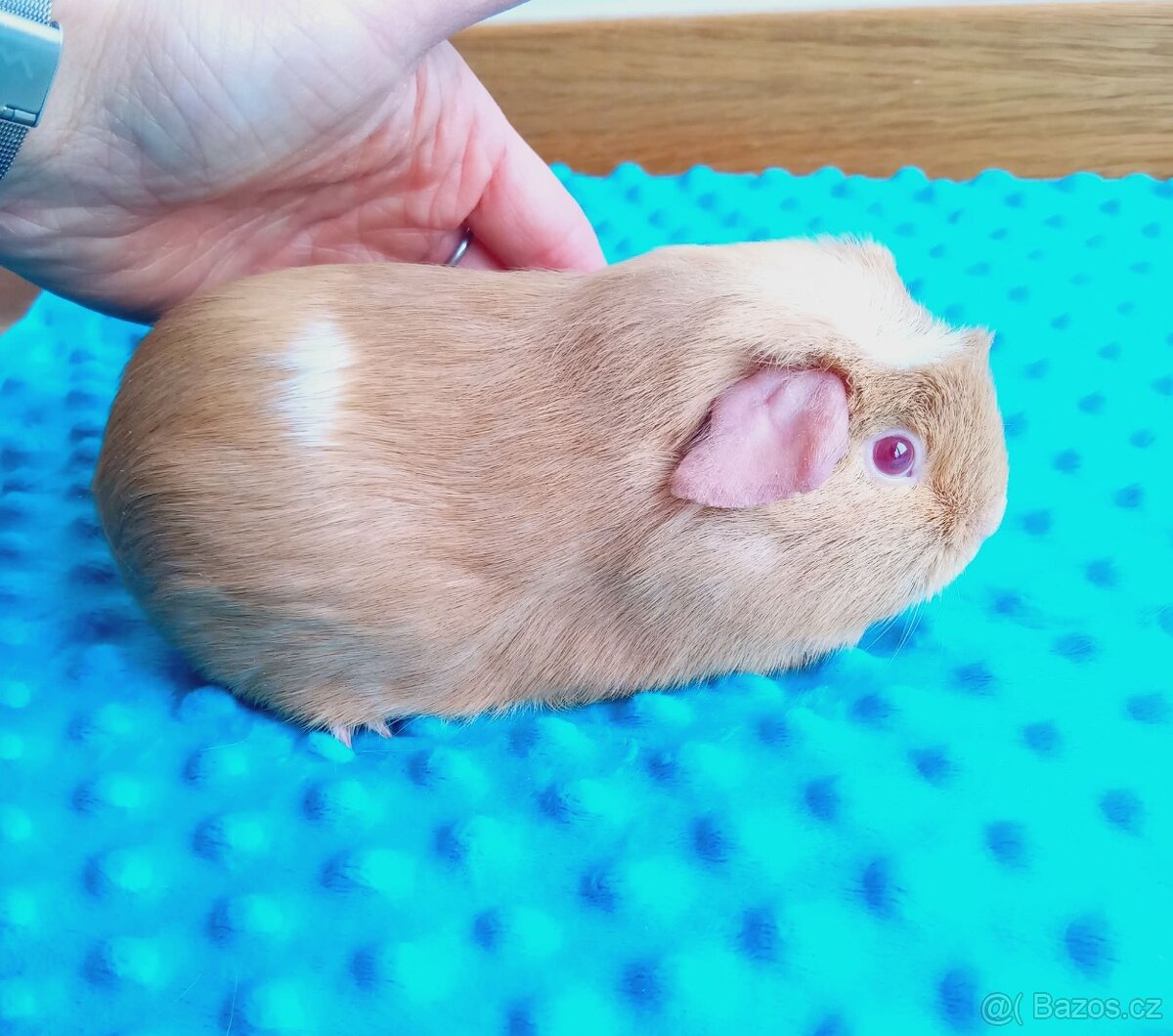 Morče - morčata - samička z CHS - 3