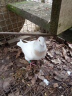 Prodam holuby giganty, americké výstavní a kalifornské - 3