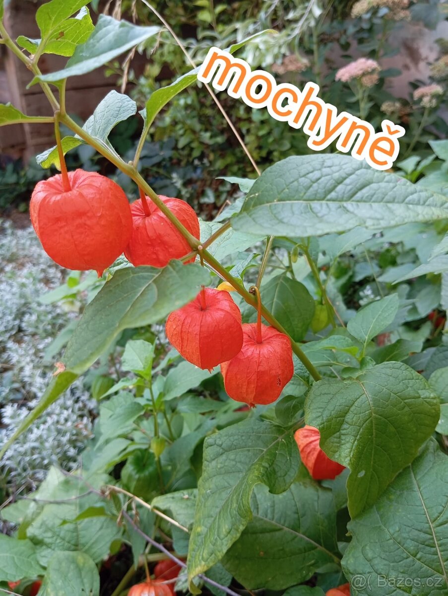 Mix trvalek - vyšší trvalky odkopky - 3