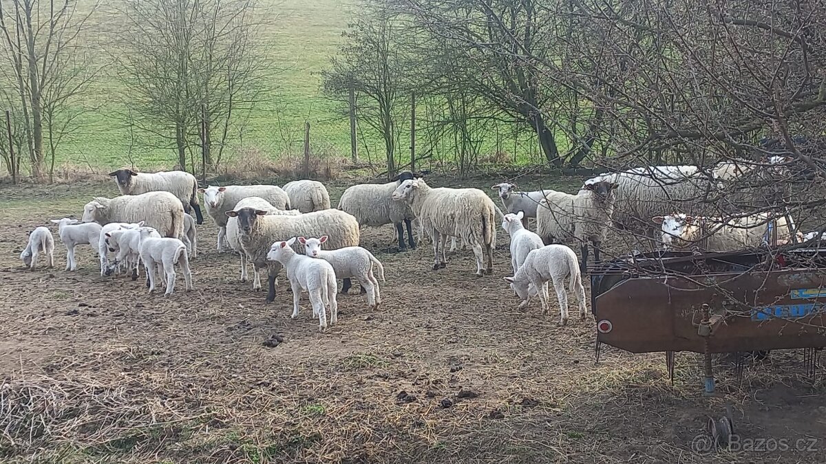 Prodám jehňata masných plemen. - 3