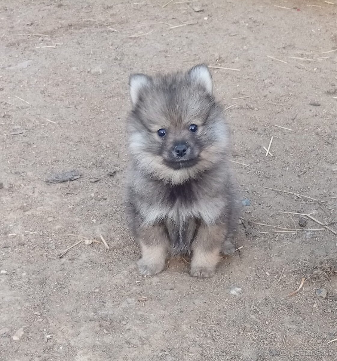 Německý špic/Pomeranian - 3