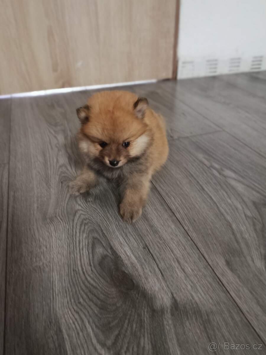 Pomeranian - 3