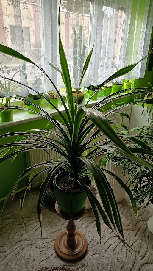 Pandán - 3
