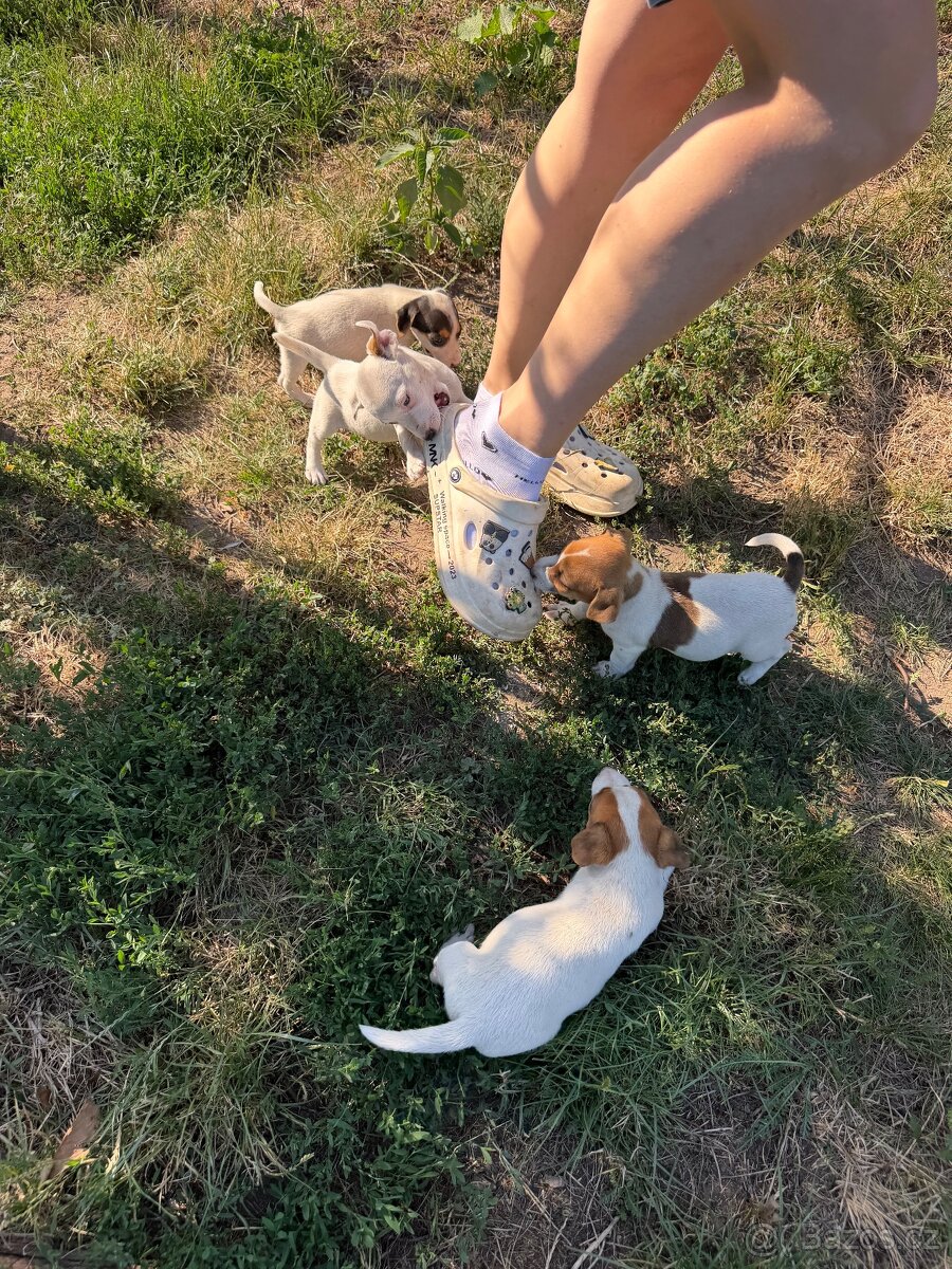 Jack Russell - 3