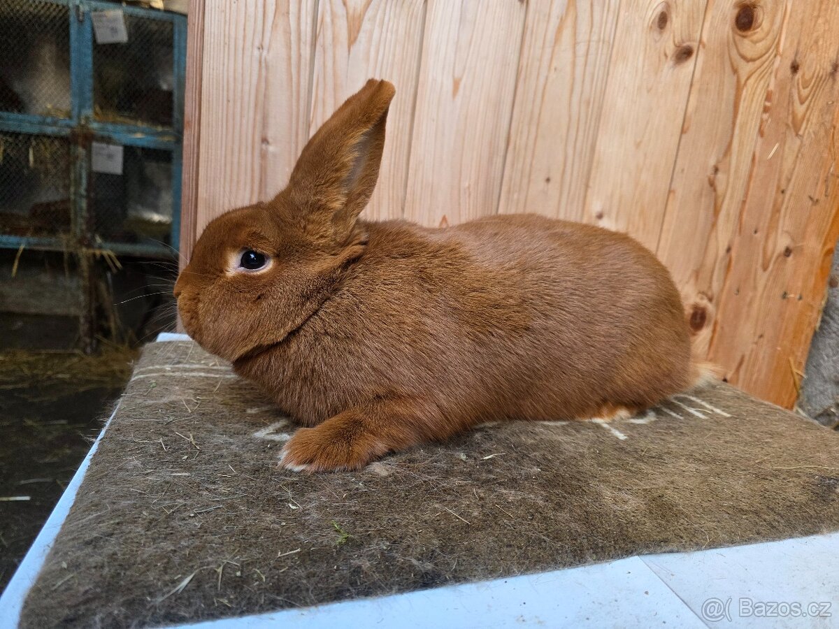 NOVOZELANDSKÝ ČERVENÝ - 3