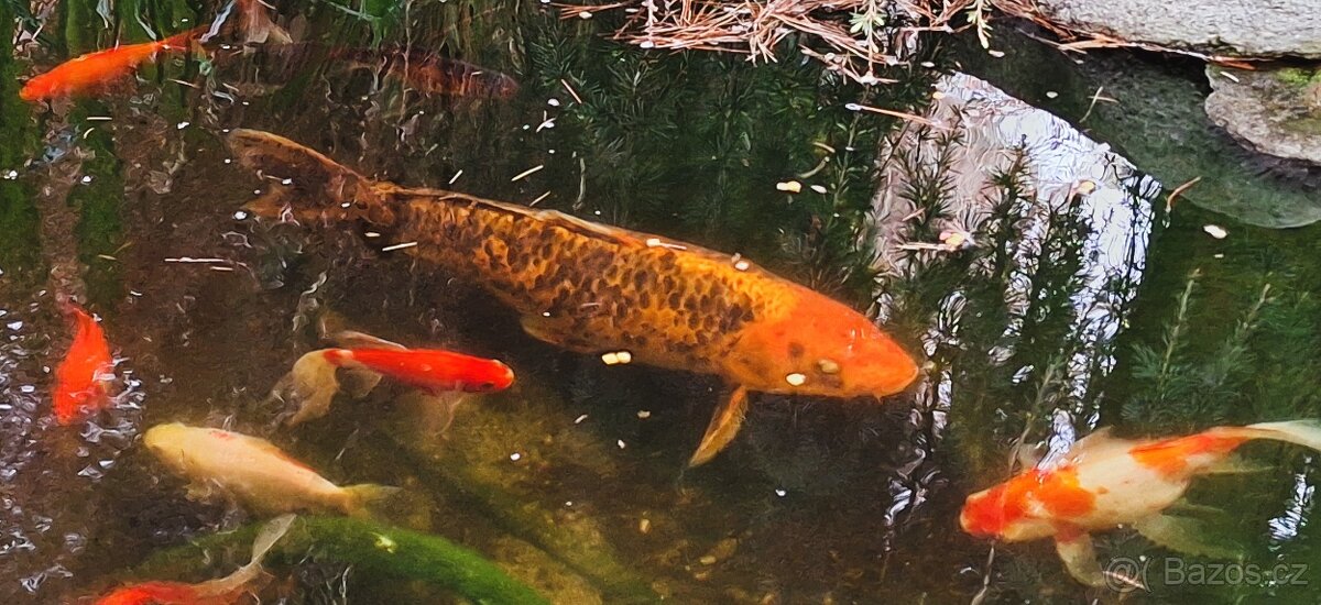 Koi-Kapr okrasné jezírkové ryby - 3