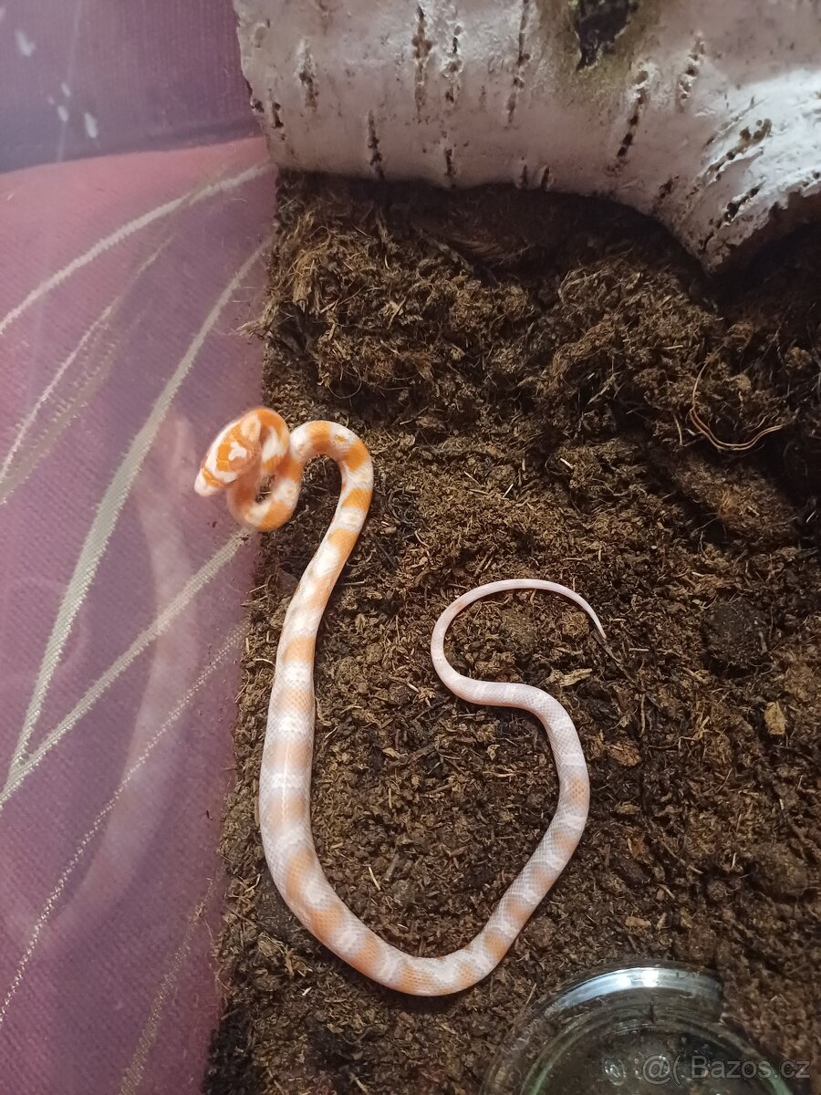 Užovka červená - 3