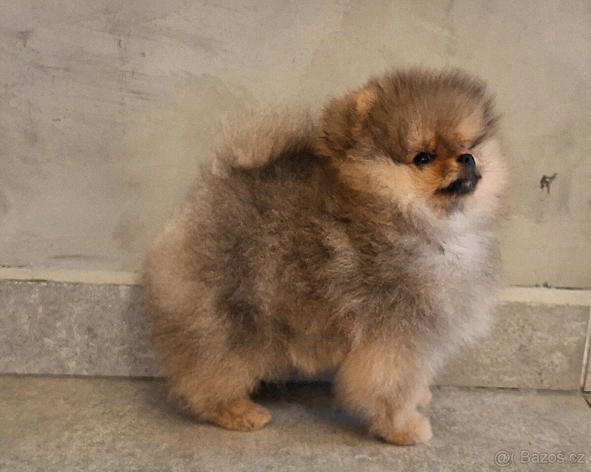 Pomeranian s PP - 3