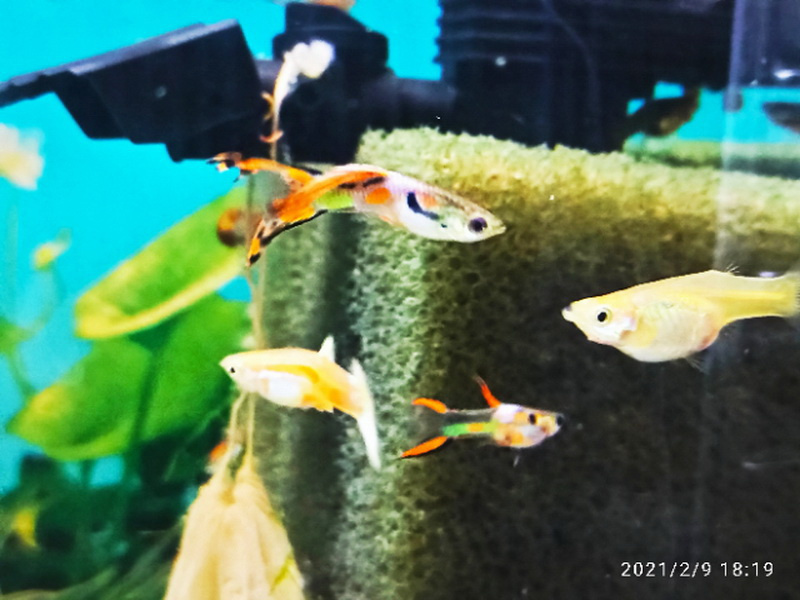 Paví očka a Endlerky - 3