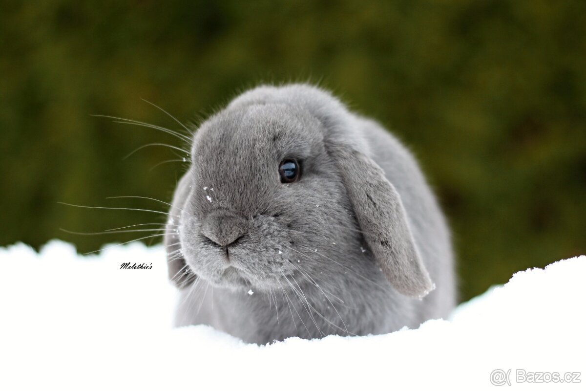 Zakrslý modrý beránek - 3