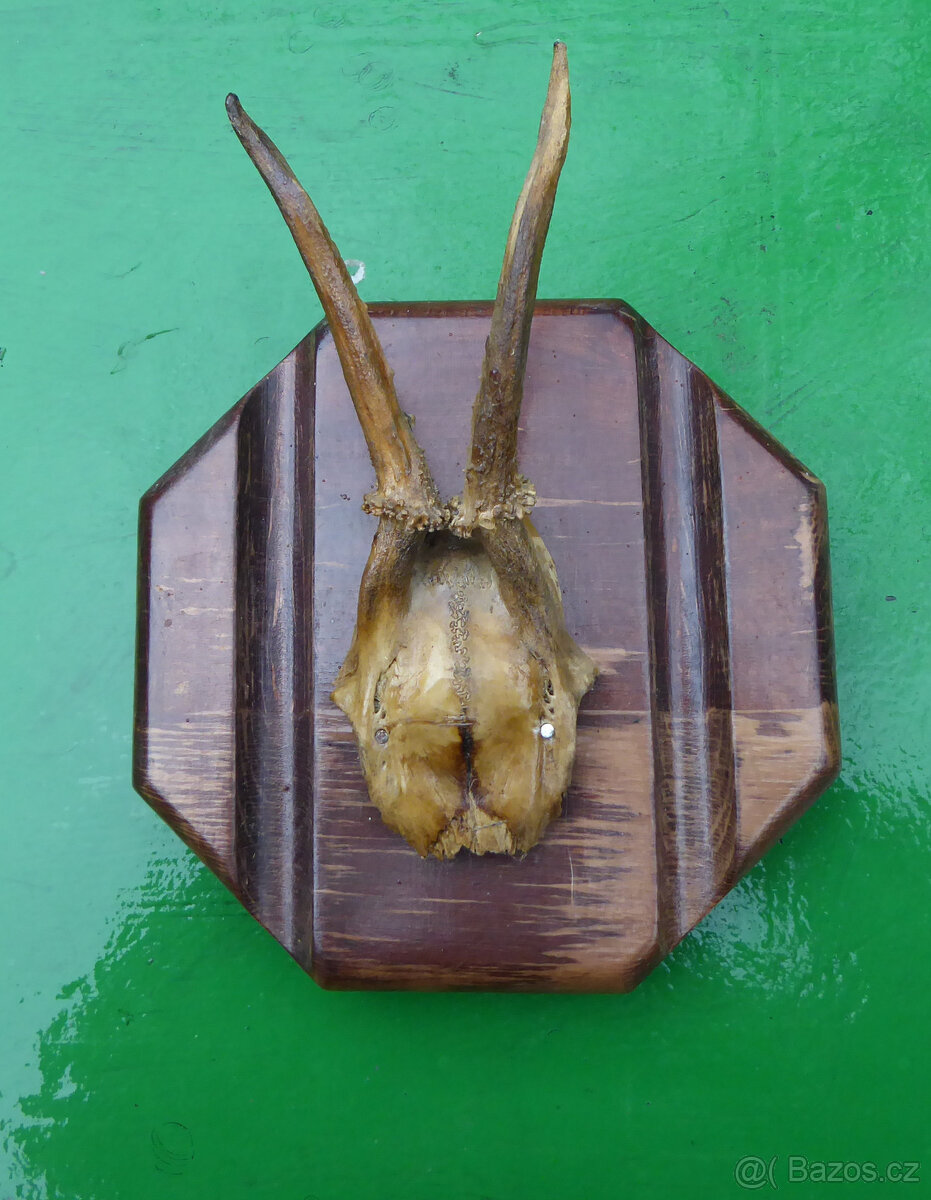 Parohy troje velmi staré - 3