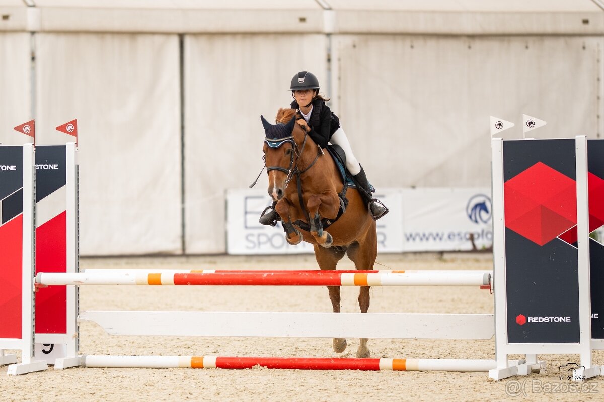 Pony do sportu ,valach 135cm - 3