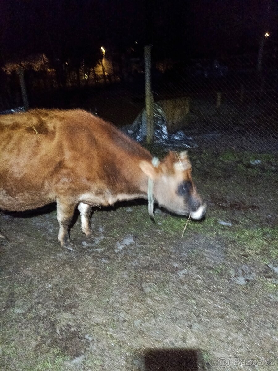 Březí jalovice Yersey - 3