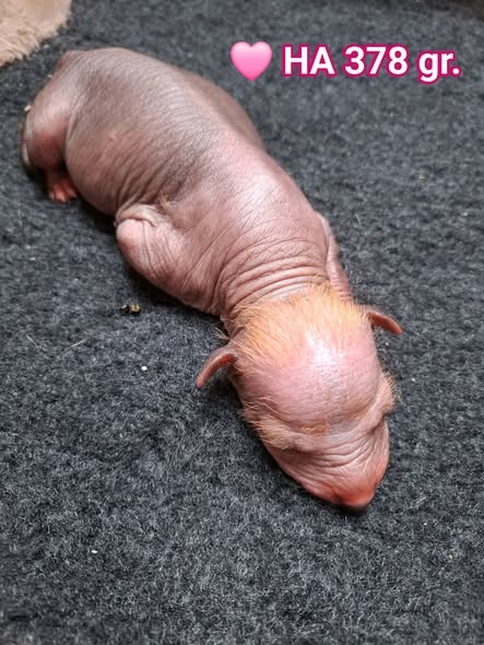 Peruánský naháč střední - 3