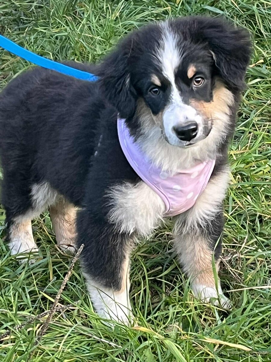 Miniaturní americký ovčák- kluci s PP v barvě - 3