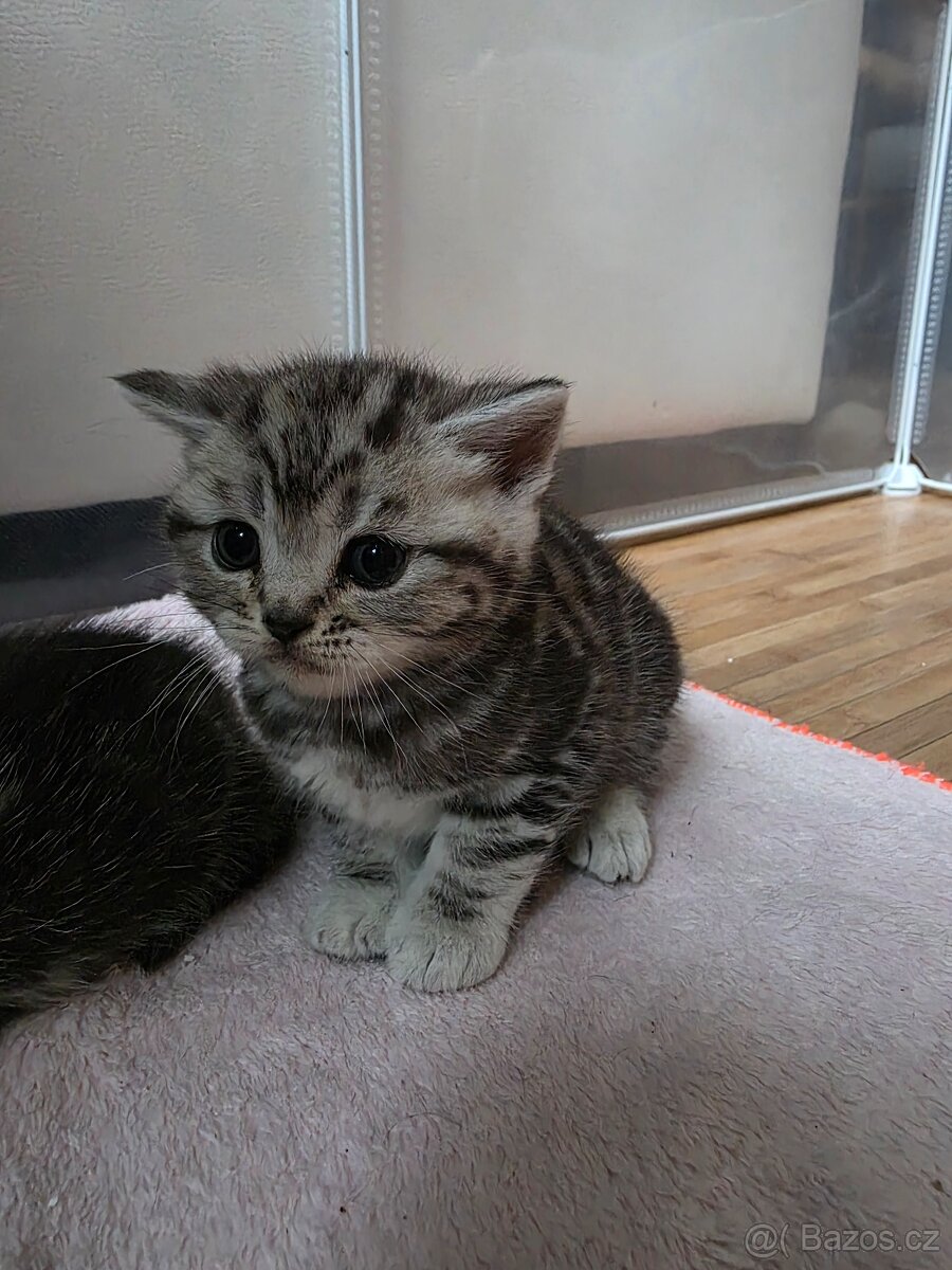 Britská kotatka - 3