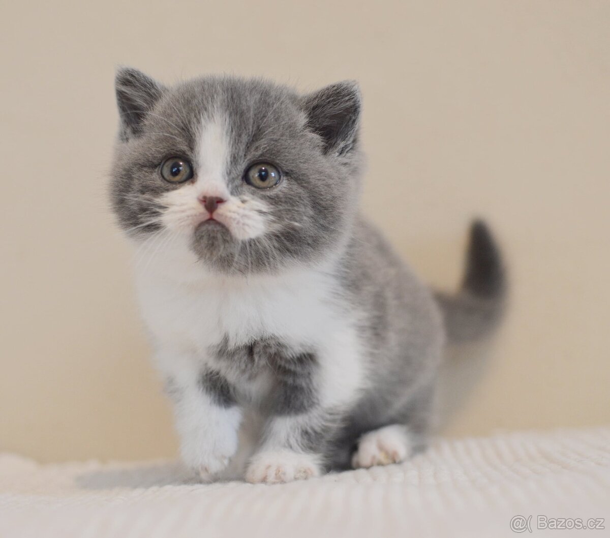 Britská krátkosrstá kočka s PP - 3