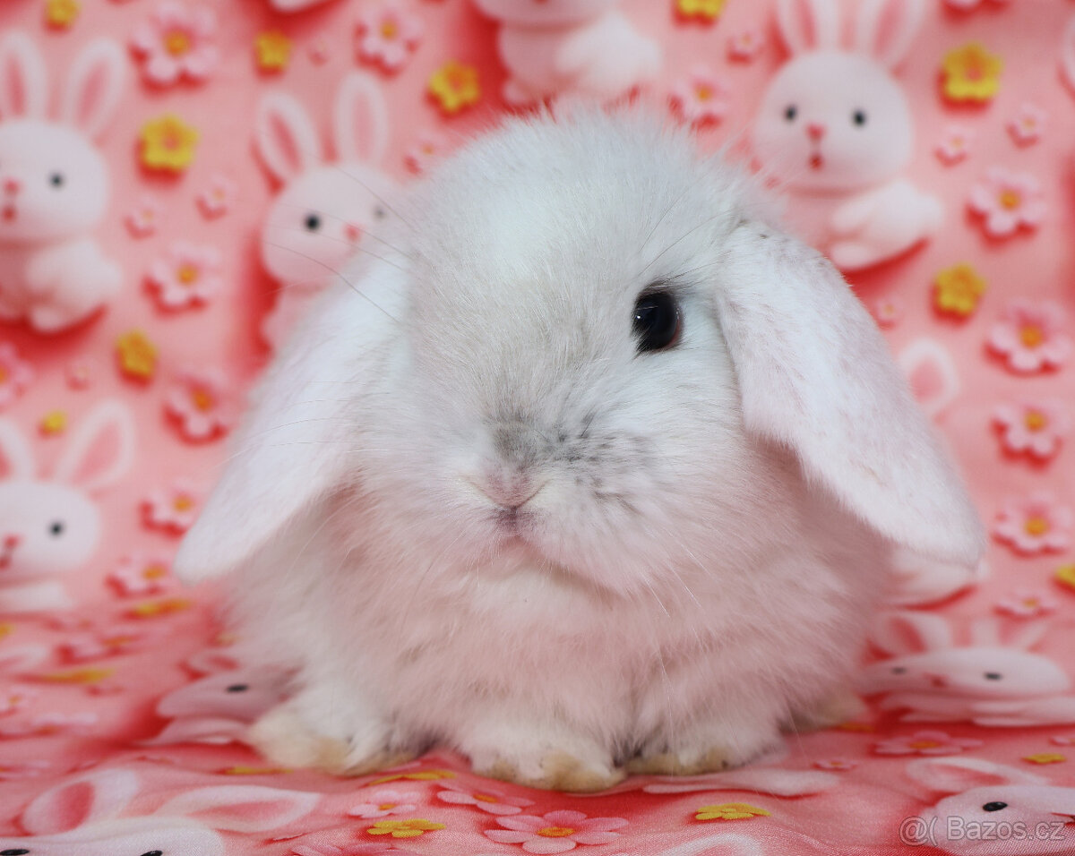 Zakrslý beránek NHD samička - 3