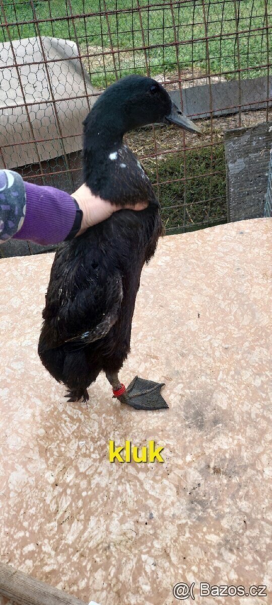 Indický běžec - 3