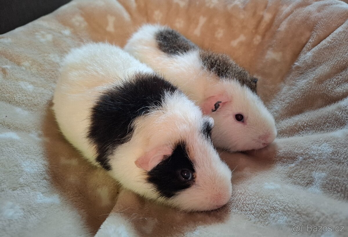 Morče - dva bráškové Zen a Bim, US Teddy - 3